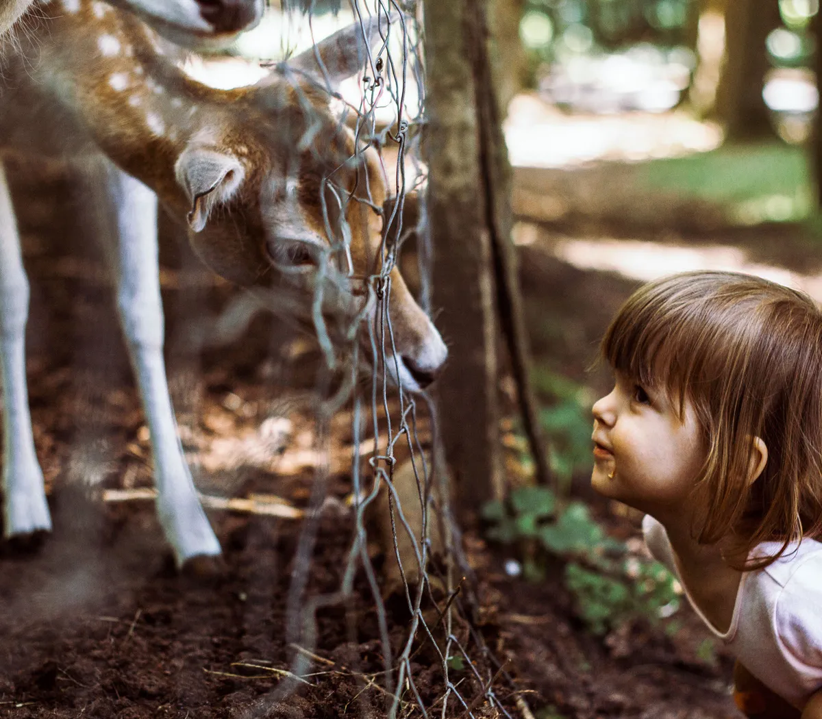 Ein Kind beobachtet neugierig zwei Rehe im Wald, umgeben von Natur und Bäumen im Tiergarten.